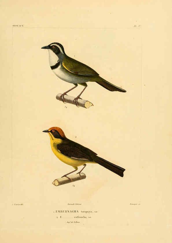 Reproducción/Reproduction 6303186252: Voyage dans l'Amérique Méridionale. v.9. Paris :Pitois-Levrault,1835-47