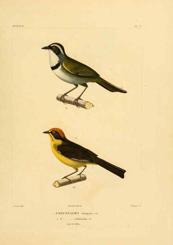 Reproducción/Reproduction 6303186252: Voyage dans l'Amérique Méridionale. v.9. Paris :Pitois-Levrault,1835-47