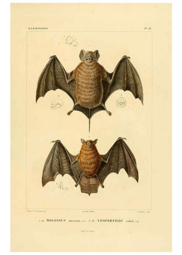 Reproducción/Reproduction 6302647931: Voyage dans l'Amérique Méridionale. v.9. Paris :Pitois-Levrault,1835-47