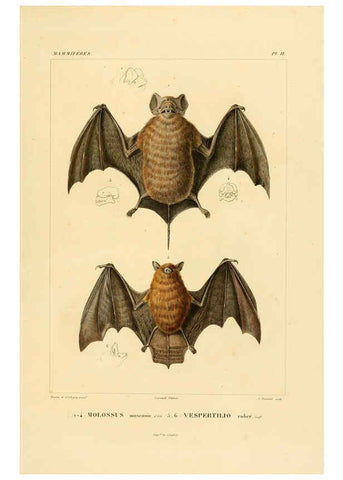 Reproducción/Reproduction 6302647931: Voyage dans l'Amérique Méridionale. v.9. Paris :Pitois-Levrault,1835-47