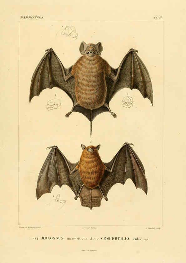 Reproducción/Reproduction 6302647931: Voyage dans l'Amérique Méridionale. v.9. Paris :Pitois-Levrault,1835-47