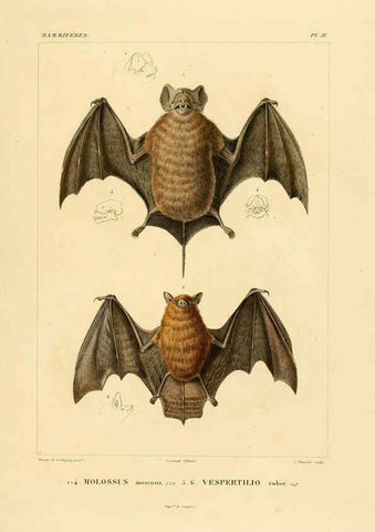 Reproducción/Reproduction 6302647931: Voyage dans l'Amérique Méridionale. v.9. Paris :Pitois-Levrault,1835-47