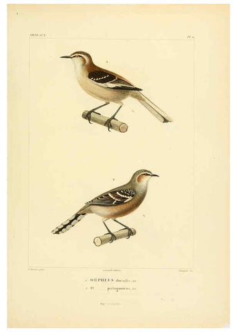 Reproducción/Reproduction 6303180672: Voyage dans l'Amérique Méridionale. v.9. Paris :Pitois-Levrault,1835-47