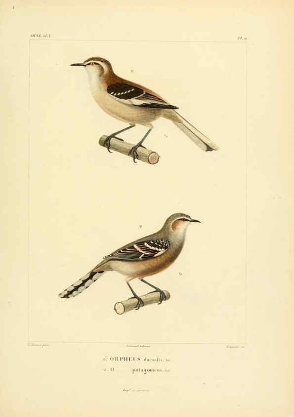 Reproducción/Reproduction 6303180672: Voyage dans l'Amérique Méridionale. v.9. Paris :Pitois-Levrault,1835-47