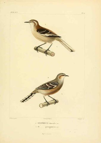 Reproducción/Reproduction 6303180672: Voyage dans l'Amérique Méridionale. v.9. Paris :Pitois-Levrault,1835-47