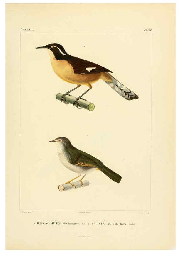 Reproducción/Reproduction 6302655775: Voyage dans l'Amérique Méridionale. v.9. Paris :Pitois-Levrault,1835-47