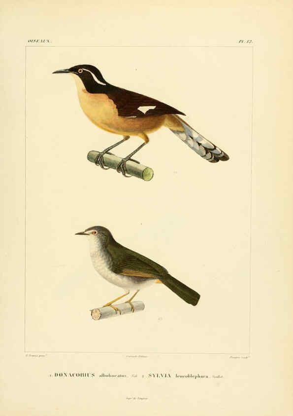 Reproducción/Reproduction 6302655775: Voyage dans l'Amérique Méridionale. v.9. Paris :Pitois-Levrault,1835-47