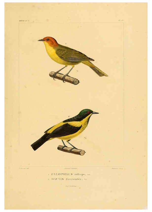 Reproducción/Reproduction 6303181386: Voyage dans l'Amérique Méridionale. v.9. Paris :Pitois-Levrault,1835-47