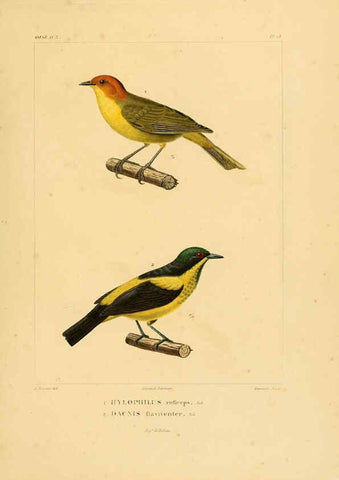 Reproducción/Reproduction 6303181386: Voyage dans l'Amérique Méridionale. v.9. Paris :Pitois-Levrault,1835-47