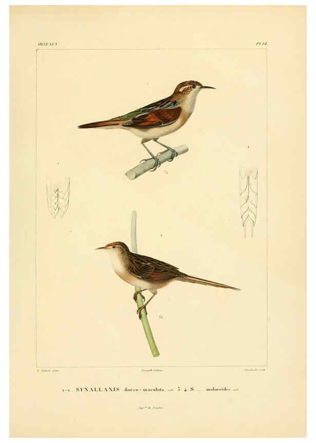 Reproducción/Reproduction 6302656377: Voyage dans l'Amérique Méridionale. v.9. Paris :Pitois-Levrault,1835-47
