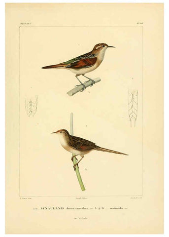 Reproducción/Reproduction 6302656377: Voyage dans l'Amérique Méridionale. v.9. Paris :Pitois-Levrault,1835-47