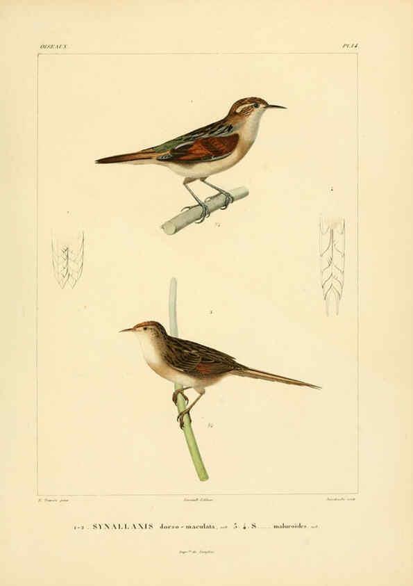 Reproducción/Reproduction 6302656377: Voyage dans l'Amérique Méridionale. v.9. Paris :Pitois-Levrault,1835-47