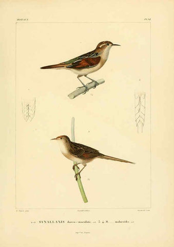 Reproducción/Reproduction 6302656377: Voyage dans l'Amérique Méridionale. v.9. Paris :Pitois-Levrault,1835-47