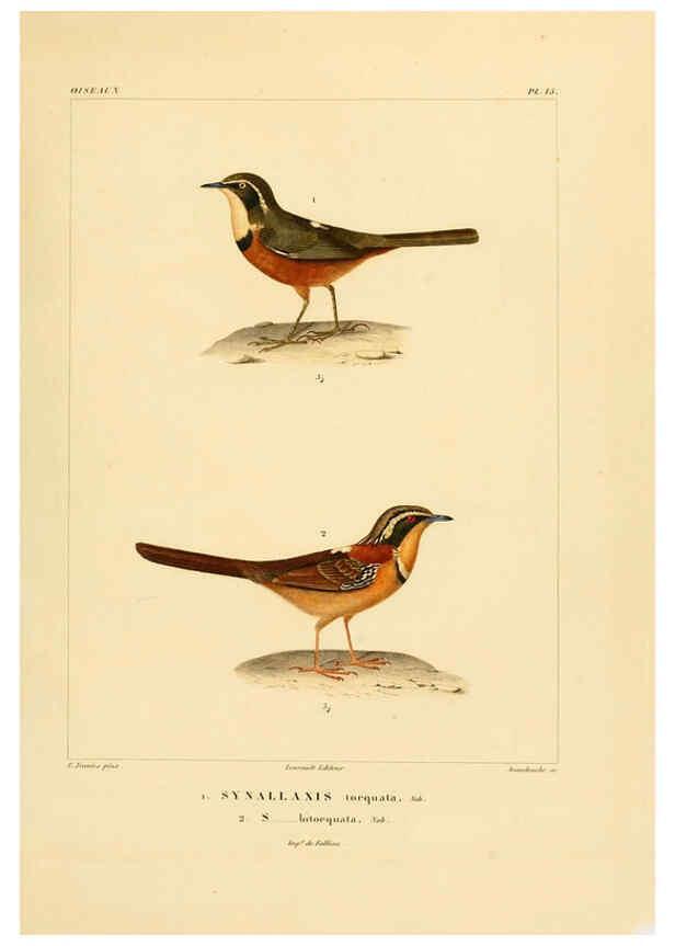 Reproducción/Reproduction 6303181820: Voyage dans l'Amérique Méridionale. v.9. Paris :Pitois-Levrault,1835-47