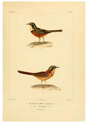 Reproducción/Reproduction 6303181820: Voyage dans l'Amérique Méridionale. v.9. Paris :Pitois-Levrault,1835-47