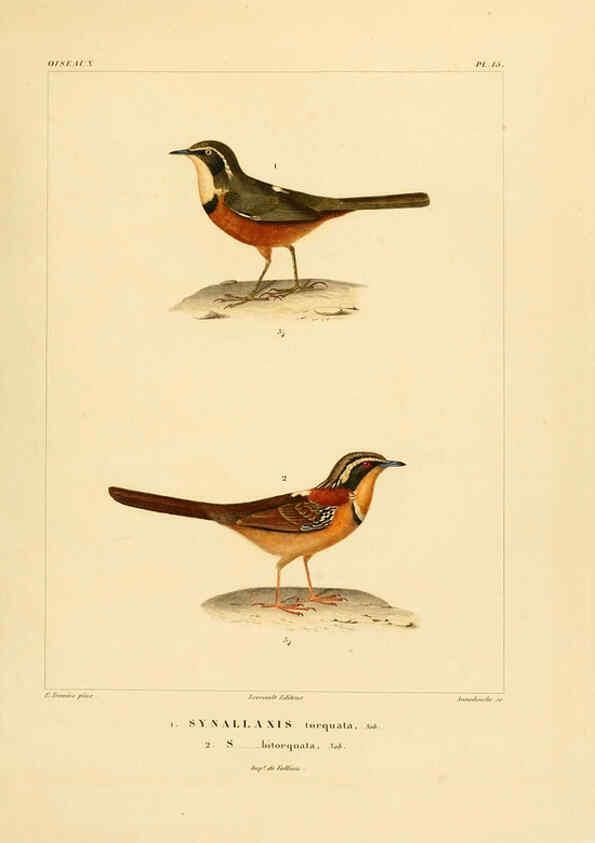 Reproducción/Reproduction 6303181820: Voyage dans l'Amérique Méridionale. v.9. Paris :Pitois-Levrault,1835-47