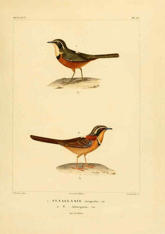 Reproducción/Reproduction 6303181820: Voyage dans l'Amérique Méridionale. v.9. Paris :Pitois-Levrault,1835-47