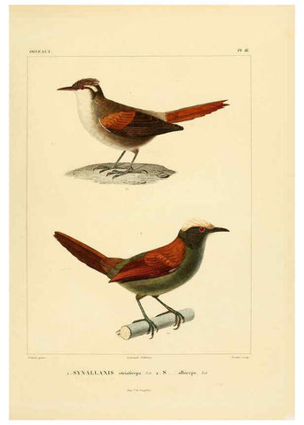 Reproducción/Reproduction 6302657105: Voyage dans l'Amérique Méridionale. v.9. Paris :Pitois-Levrault,1835-47