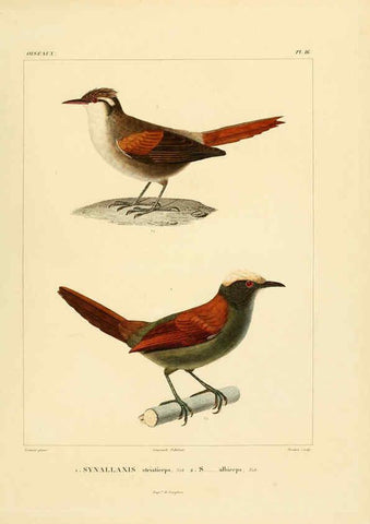 Reproducción/Reproduction 6302657105: Voyage dans l'Amérique Méridionale. v.9. Paris :Pitois-Levrault,1835-47