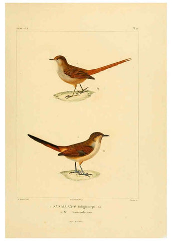 Reproducción/Reproduction 6302657353: Voyage dans l'Amérique Méridionale. v.9. Paris :Pitois-Levrault,1835-47