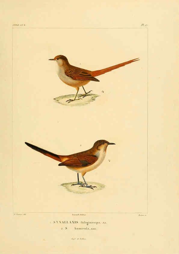 Reproducción/Reproduction 6302657353: Voyage dans l'Amérique Méridionale. v.9. Paris :Pitois-Levrault,1835-47