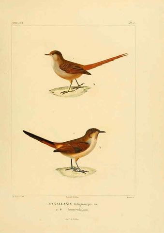 Reproducción/Reproduction 6302657353: Voyage dans l'Amérique Méridionale. v.9. Paris :Pitois-Levrault,1835-47