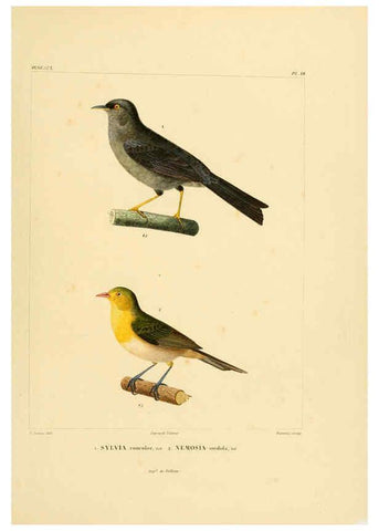 Reproducción/Reproduction 6302657665: Voyage dans l'Amérique Méridionale. v.9. Paris :Pitois-Levrault,1835-47