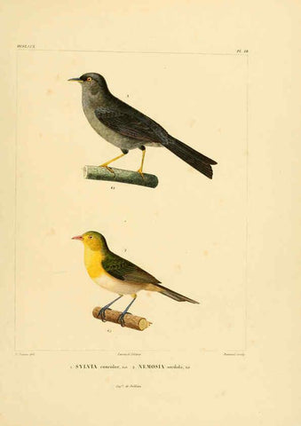 Reproducción/Reproduction 6302657665: Voyage dans l'Amérique Méridionale. v.9. Paris :Pitois-Levrault,1835-47