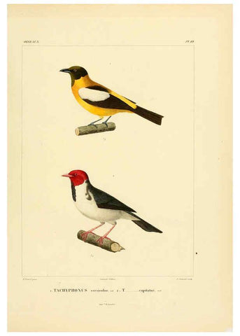 Reproducción/Reproduction 6302657921: Voyage dans l'Amérique Méridionale. v.9. Paris :Pitois-Levrault,1835-47
