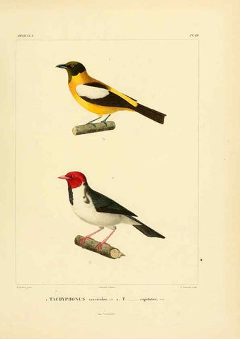 Reproducción/Reproduction 6302657921: Voyage dans l'Amérique Méridionale. v.9. Paris :Pitois-Levrault,1835-47