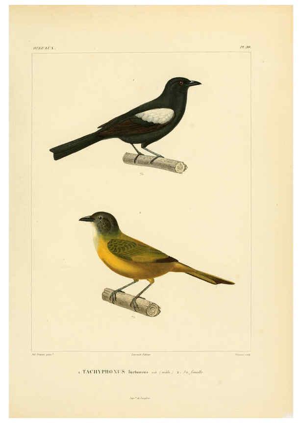 Reproducción/Reproduction 6303183466: Voyage dans l'Amérique Méridionale. v.9. Paris :Pitois-Levrault,1835-47