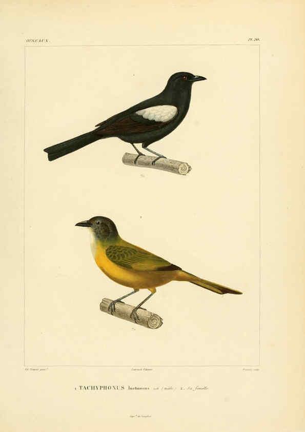 Reproducción/Reproduction 6303183466: Voyage dans l'Amérique Méridionale. v.9. Paris :Pitois-Levrault,1835-47