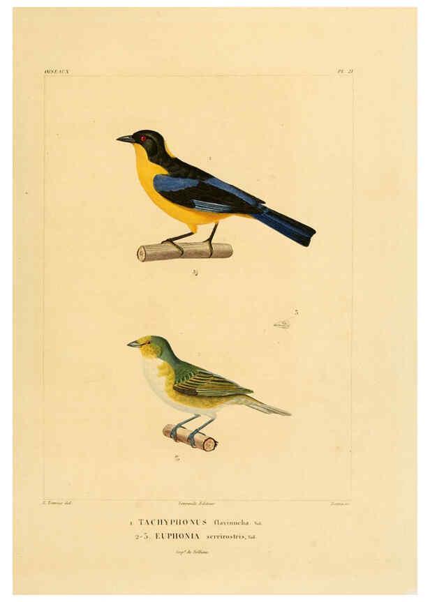 Reproducción/Reproduction 6302658515: Voyage dans l'Amérique Méridionale. v.9. Paris :Pitois-Levrault,1835-47