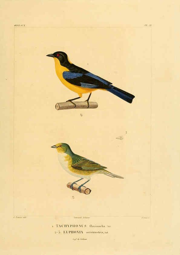 Reproducción/Reproduction 6302658515: Voyage dans l'Amérique Méridionale. v.9. Paris :Pitois-Levrault,1835-47