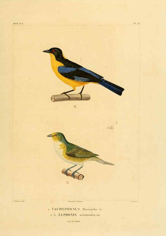 Reproducción/Reproduction 6302658515: Voyage dans l'Amérique Méridionale. v.9. Paris :Pitois-Levrault,1835-47