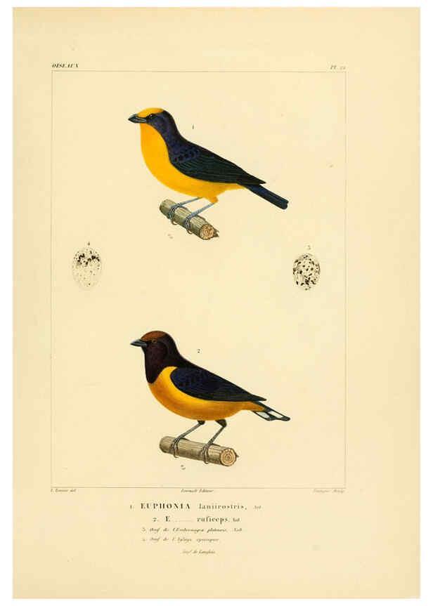 Reproducción/Reproduction 6303184144: Voyage dans l'Amérique Méridionale. v.9. Paris :Pitois-Levrault,1835-47