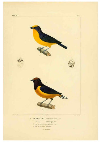 Reproducción/Reproduction 6303184144: Voyage dans l'Amérique Méridionale. v.9. Paris :Pitois-Levrault,1835-47