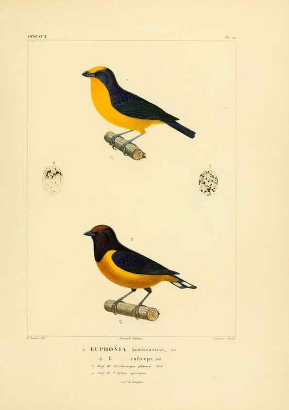 Reproducción/Reproduction 6303184144: Voyage dans l'Amérique Méridionale. v.9. Paris :Pitois-Levrault,1835-47