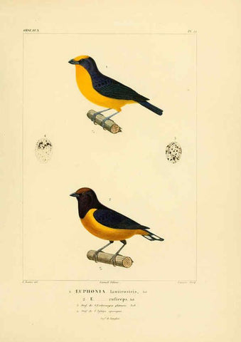 Reproducción/Reproduction 6303184144: Voyage dans l'Amérique Méridionale. v.9. Paris :Pitois-Levrault,1835-47