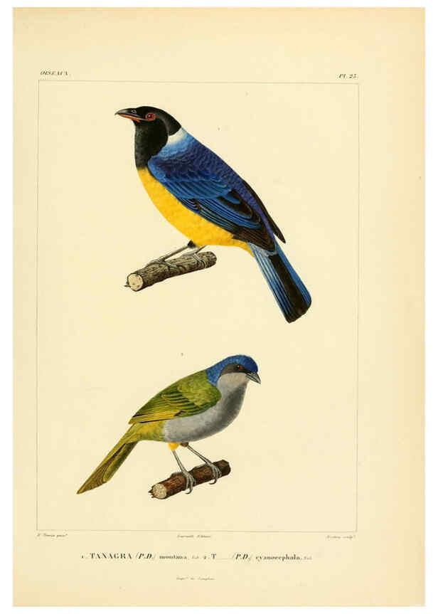 Reproducción/Reproduction 6303184414: Voyage dans l'Amérique Méridionale. v.9. Paris :Pitois-Levrault,1835-47
