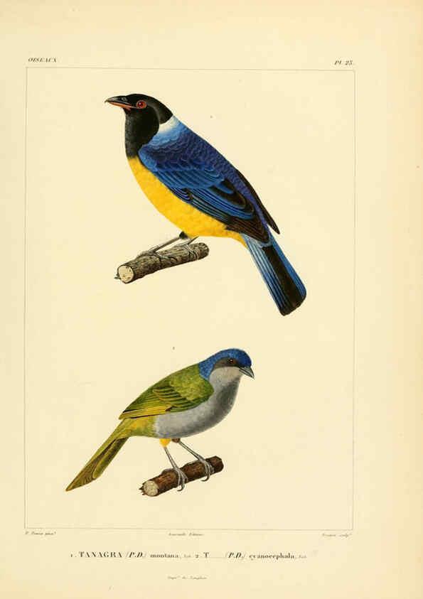 Reproducción/Reproduction 6303184414: Voyage dans l'Amérique Méridionale. v.9. Paris :Pitois-Levrault,1835-47