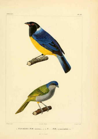Reproducción/Reproduction 6303184414: Voyage dans l'Amérique Méridionale. v.9. Paris :Pitois-Levrault,1835-47