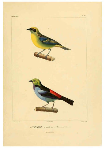 Reproducción/Reproduction 6302659705: Voyage dans l'Amérique Méridionale. v.9. Paris :Pitois-Levrault,1835-47