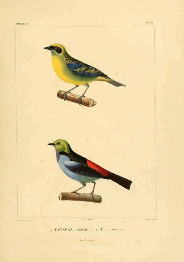 Reproducción/Reproduction 6302659705: Voyage dans l'Amérique Méridionale. v.9. Paris :Pitois-Levrault,1835-47