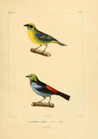 Reproducción/Reproduction 6302659705: Voyage dans l'Amérique Méridionale. v.9. Paris :Pitois-Levrault,1835-47