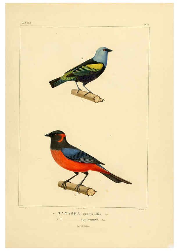 Reproducción/Reproduction 6302660331: Voyage dans l'Amérique Méridionale. v.9. Paris :Pitois-Levrault,1835-47