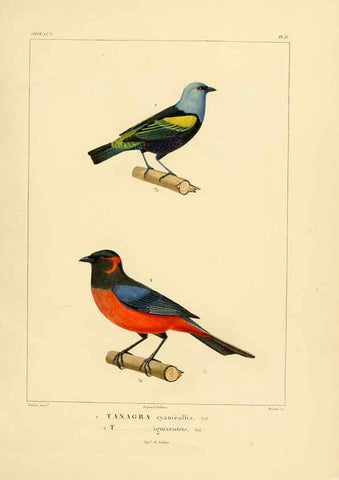 Reproducción/Reproduction 6302660331: Voyage dans l'Amérique Méridionale. v.9. Paris :Pitois-Levrault,1835-47
