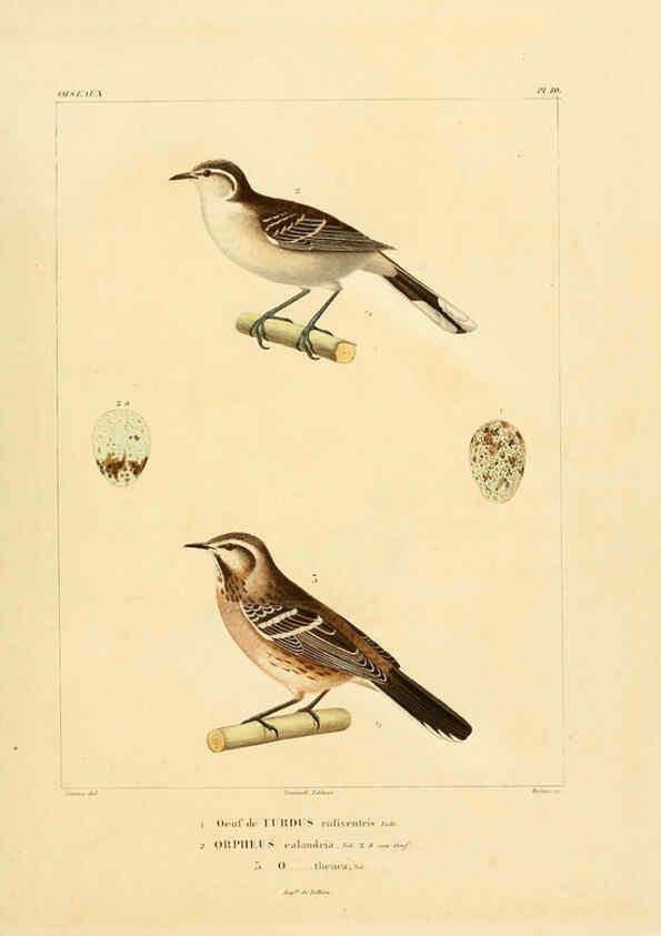 Reproducción/Reproduction 6303180292: Voyage dans l'Amérique Méridionale. v.9. Paris :Pitois-Levrault,1835-47
