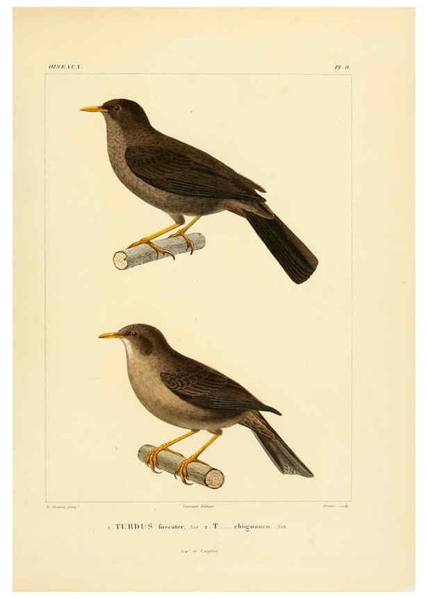 Reproducción/Reproduction 6303180034: Voyage dans l'Amérique Méridionale. v.9. Paris :Pitois-Levrault,1835-47