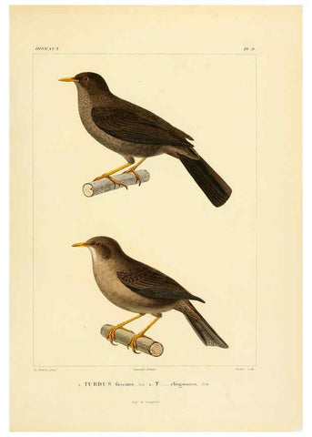 Reproducción/Reproduction 6303180034: Voyage dans l'Amérique Méridionale. v.9. Paris :Pitois-Levrault,1835-47